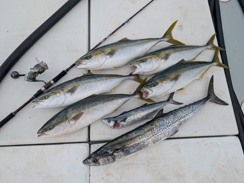 ハマチの釣果
