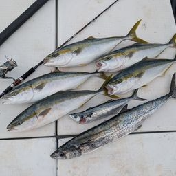 ハマチ