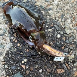 アオリイカ