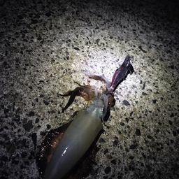 アオリイカ