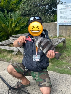 イシダイの釣果