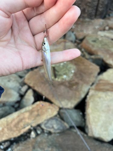 キスの釣果
