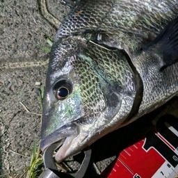 クロダイ