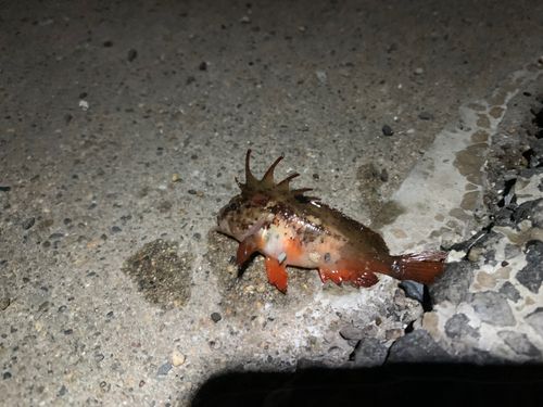 ハオコゼの釣果
