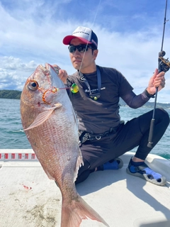 マダイの釣果