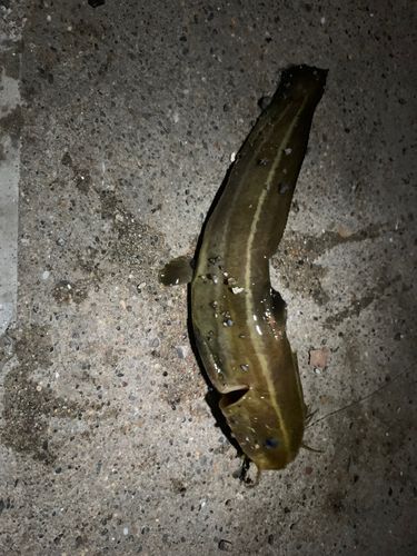 ゴンズイの釣果