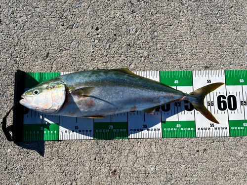 ワラサの釣果