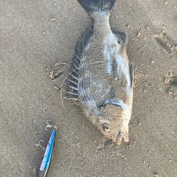クロダイ