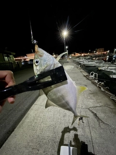 メッキの釣果
