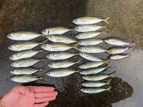 アジの釣果