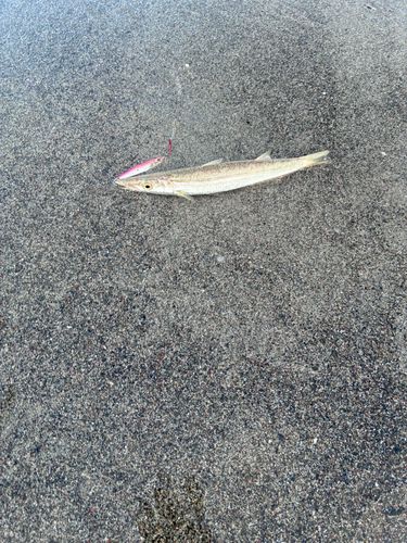 カマスの釣果