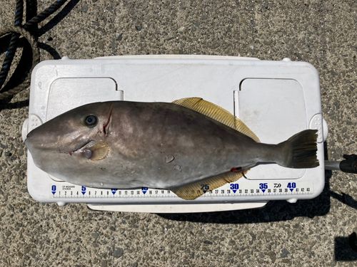 ウスバハギの釣果
