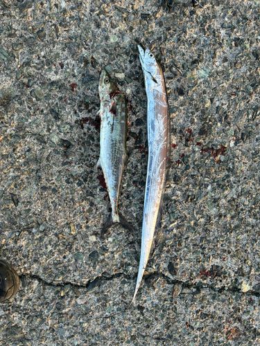 タチウオの釣果