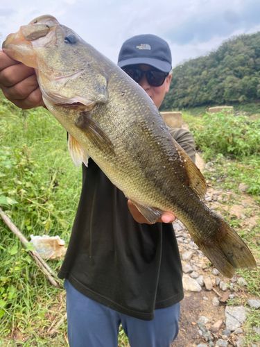 ブラックバスの釣果