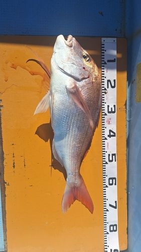 マダイの釣果