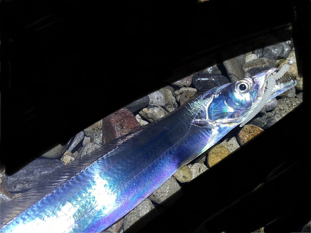 アジ