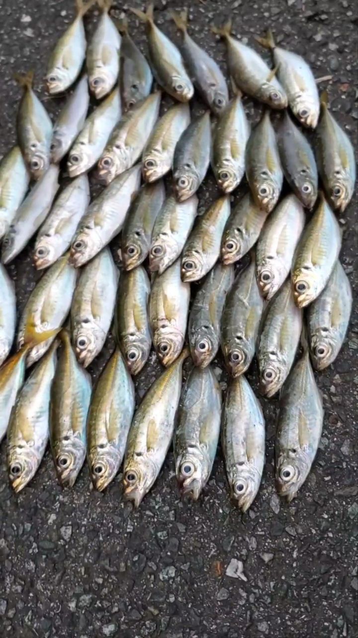 アジ