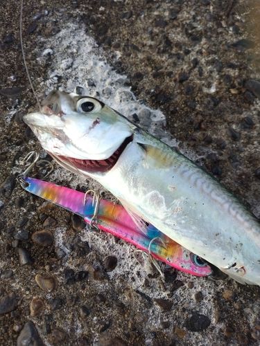 サバの釣果