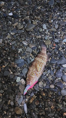 オオモンハタの釣果