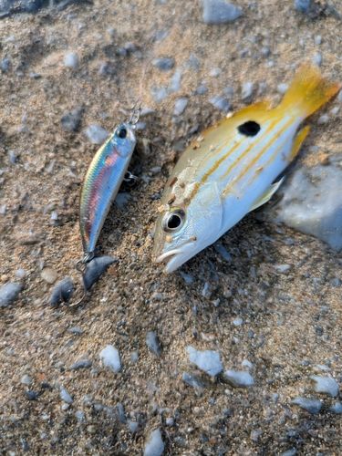 ヤマトビーの釣果