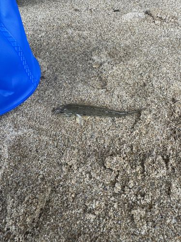 マハゼの釣果