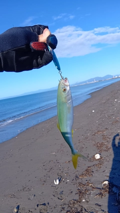 フクラギの釣果