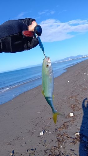 フクラギの釣果