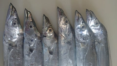 タチウオの釣果