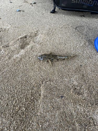 ウロハゼの釣果