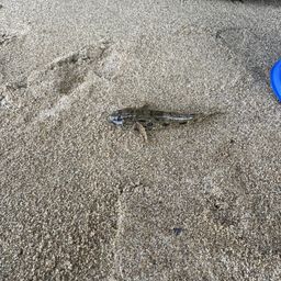 ウロハゼ