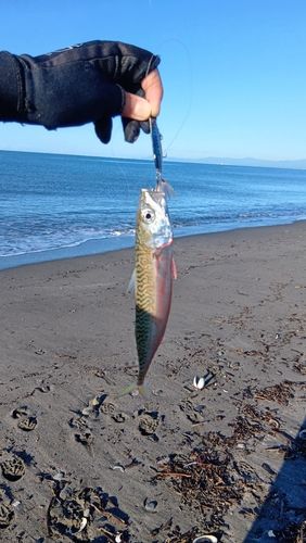 マサバの釣果