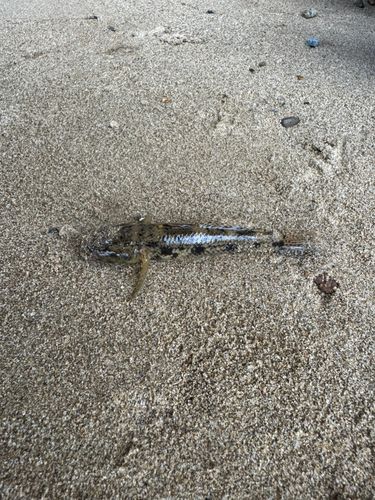 ウロハゼの釣果