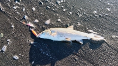 ウグイの釣果