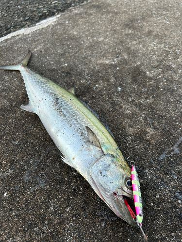 サゴシの釣果