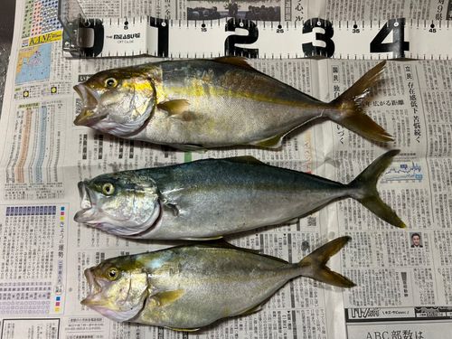 ショゴの釣果
