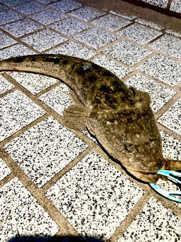 マゴチの釣果