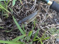 シロギスの釣果