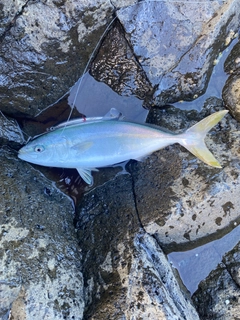 ワカシの釣果