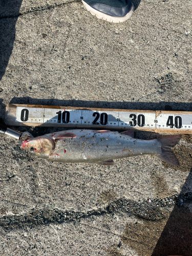 ウグイの釣果