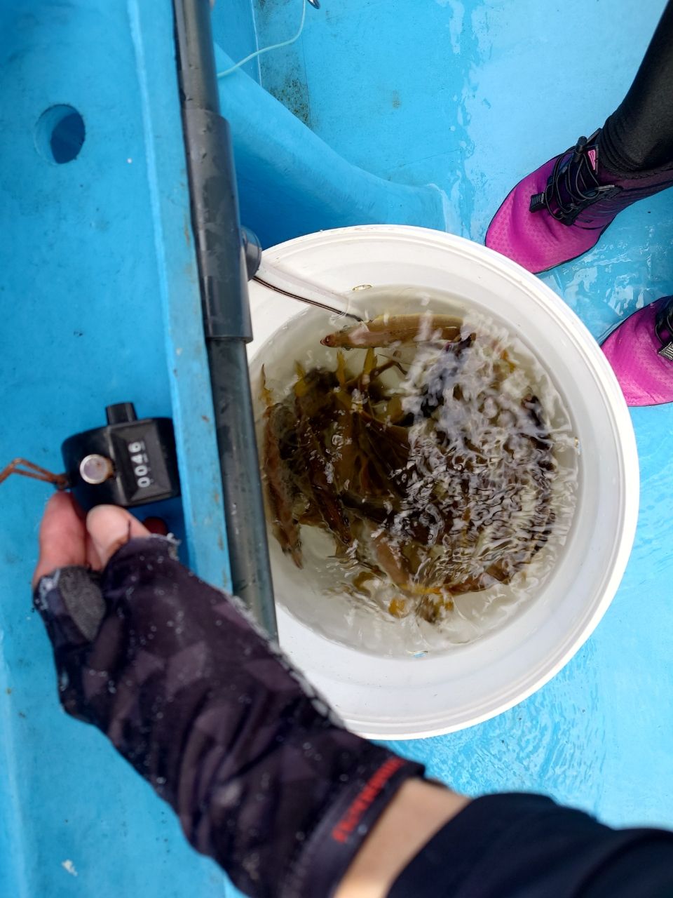 はくさい🎣🐟さんの釣果 3枚目の画像