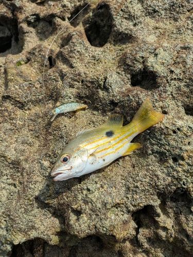 ヤマトビーの釣果