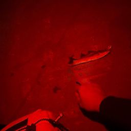 セイゴ（マルスズキ）