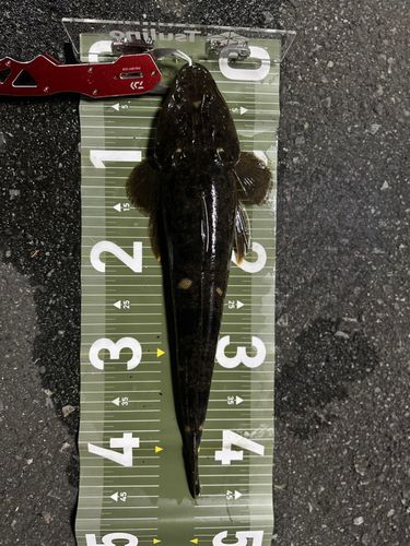 マゴチの釣果