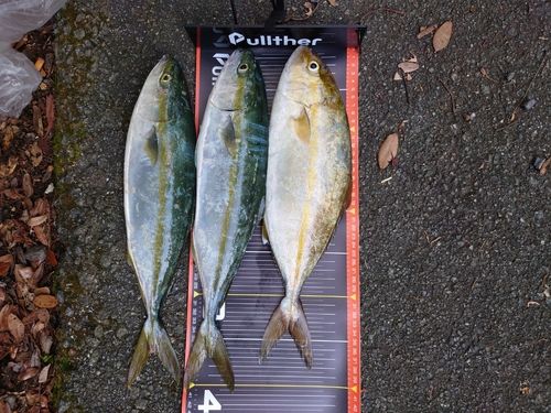 ショゴの釣果