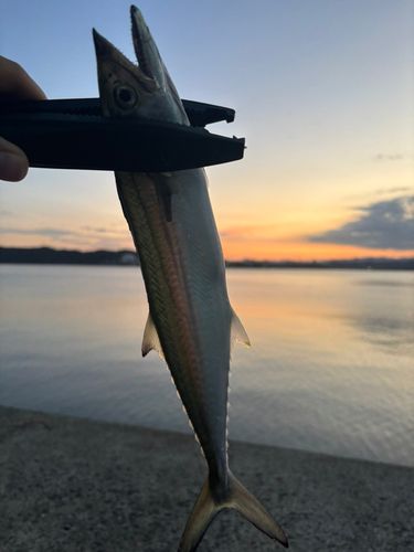 サゴシの釣果