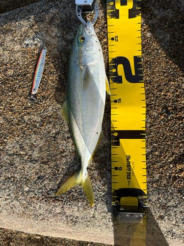 ワカシの釣果