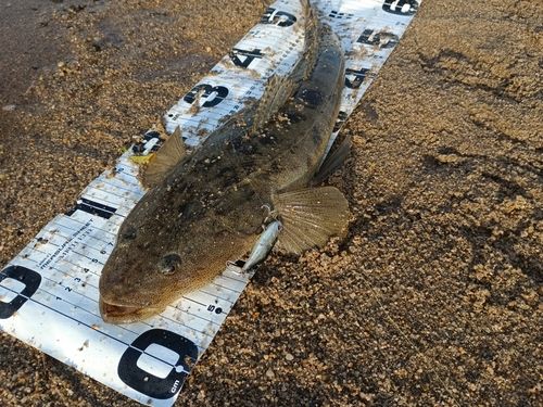 マゴチの釣果