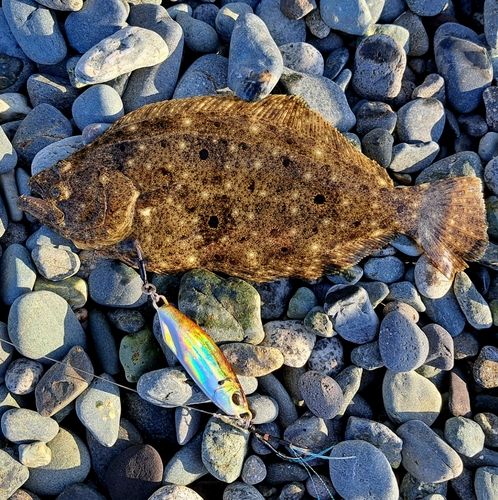 ソゲの釣果