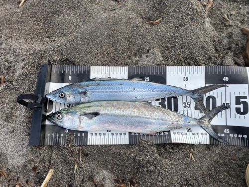 サゴシの釣果