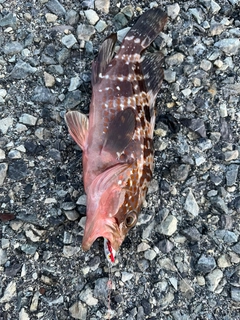 キジハタの釣果